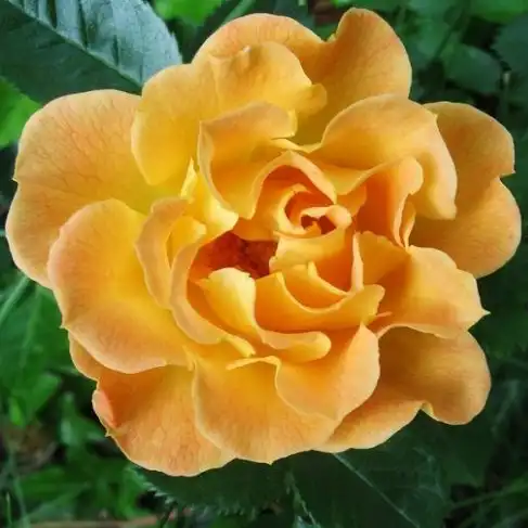 40-60 cm - Trandafiri - Bessy™ - 